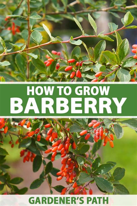 red burberry plant|barberry care and maintenance.